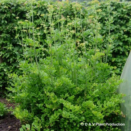 Levisticum officinalis - lavas