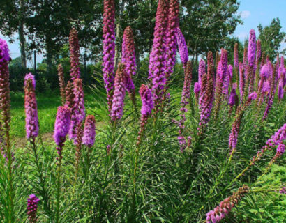 Liatris spicata - prachtkaars / lampepoetser