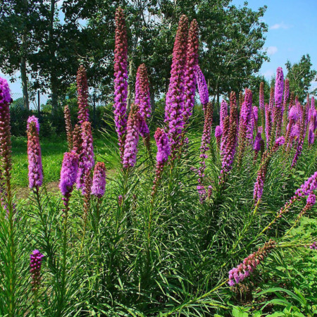 Liatris spicata - prachtkaars / lampepoetser