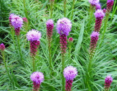 Liatris spicata ‘Kobold’ - prachtkaars / lampepoetser