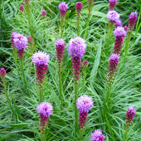 Liatris spicata ‘Kobold’ - prachtkaars / lampepoetser