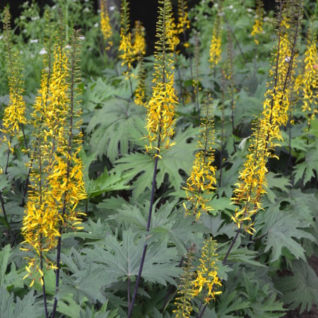 Ligularia przewalskii (grote pot) - kruiskruid / tongkruiskruid