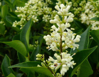 Ligustrum japonicum ‘Korean Dwarf’ - liguster