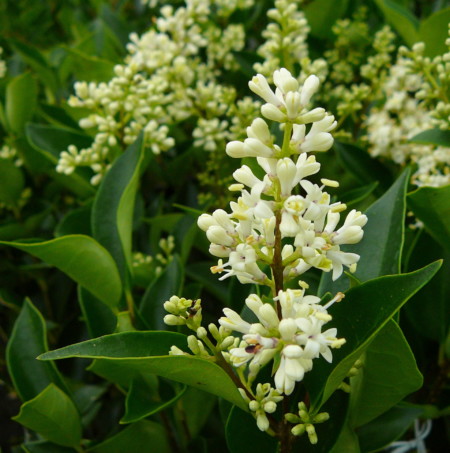 Ligustrum japonicum ‘Korean Dwarf’ - liguster