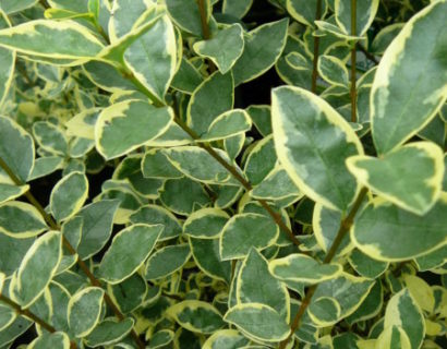 Ligustrum ovalifolium ‘Argenteum’