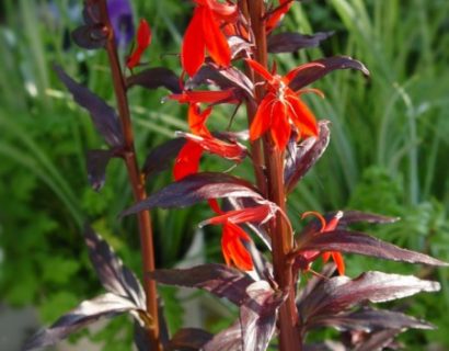 Lobelia fulgens ‘Queen Victoria’