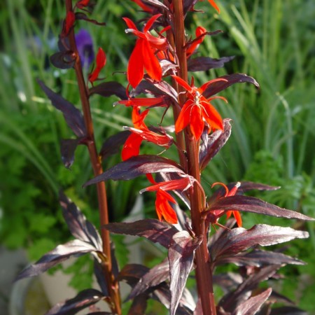 Lobelia fulgens ‘Queen Victoria’ - lobélie