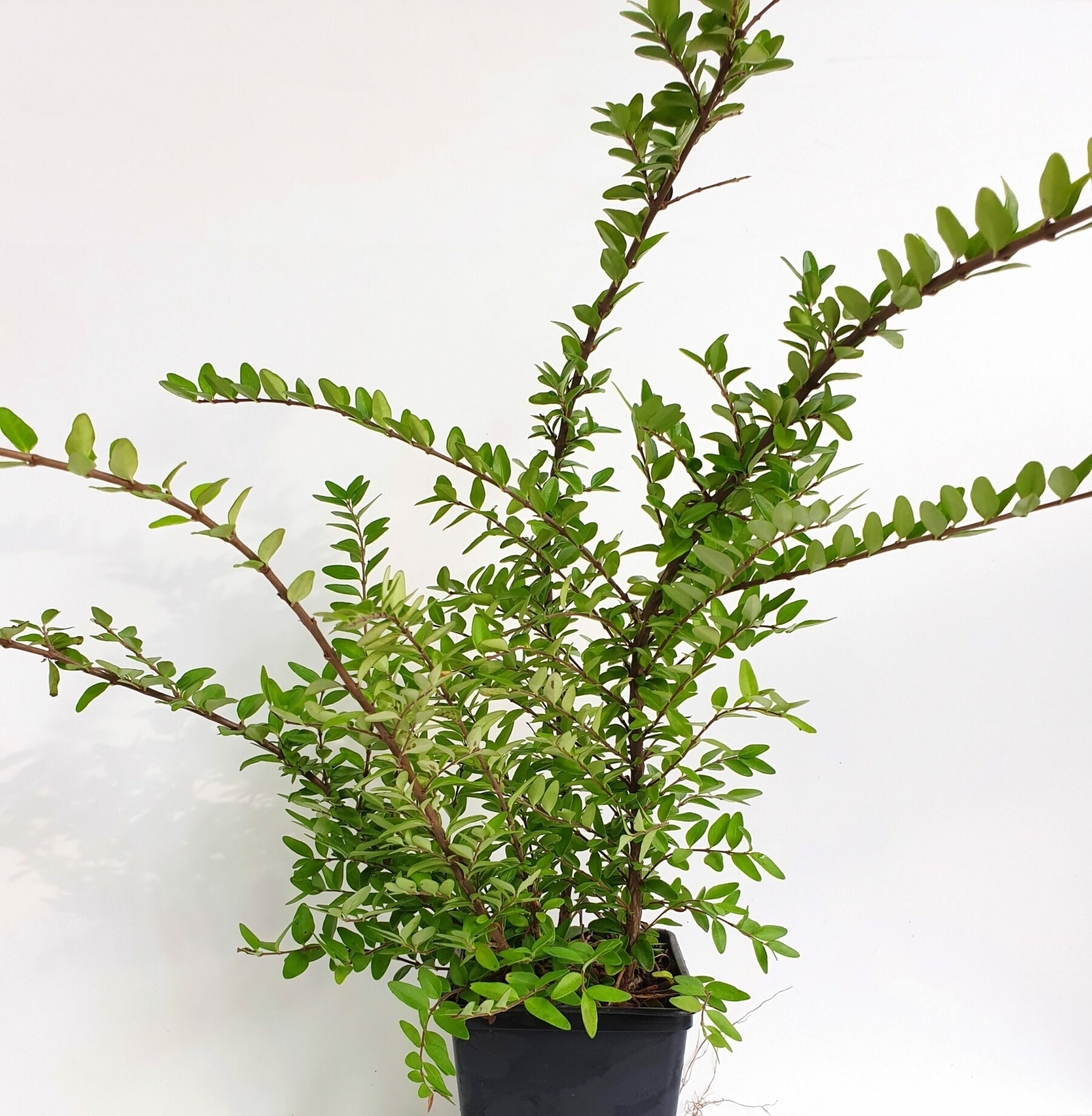 Lonicera nitida ‘Elegant’ - Chinese kamperfoelie