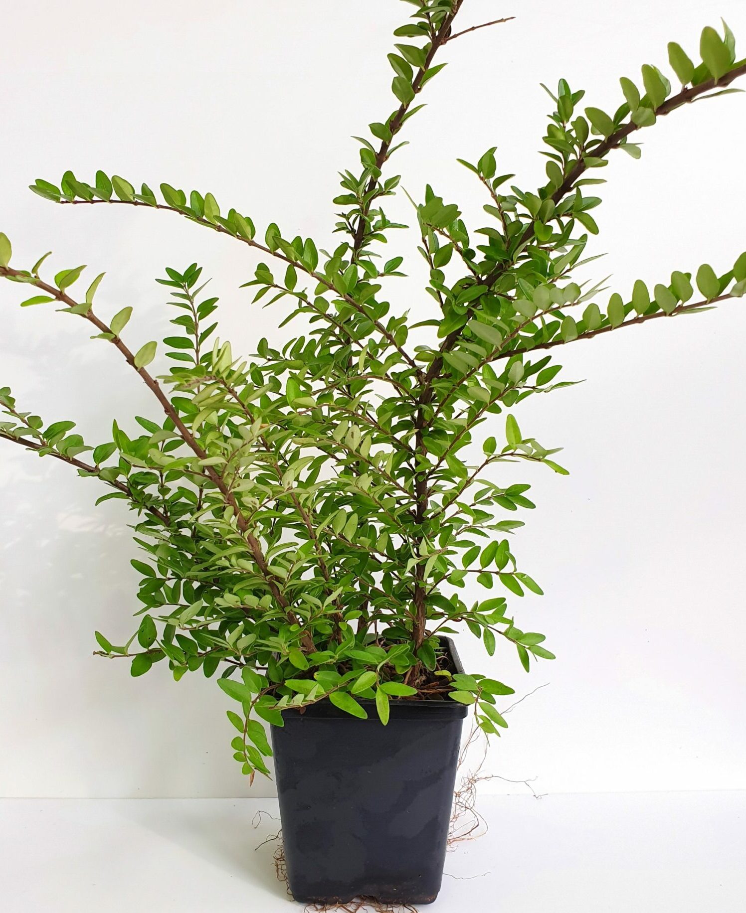 Lonicera pileata - Chinese kamperfoelie