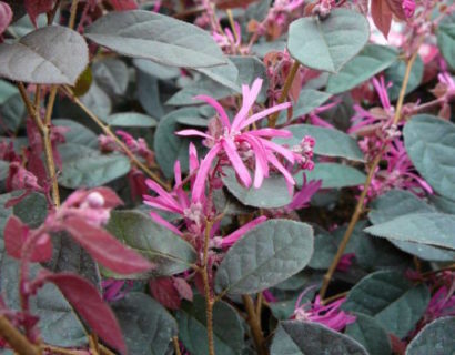 Loropetalum chinensis ‘Fire Dance’ - heksenstruik