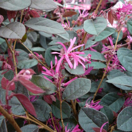 Loropetalum chin. ‘Fire Dance’ op stam - Chinese Franjeboom