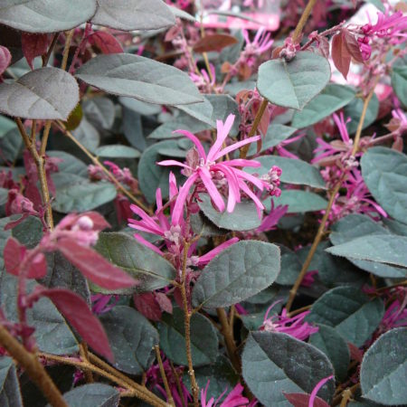 Loropetalum chinensis ‘Fire Dance’ - heksenstruik