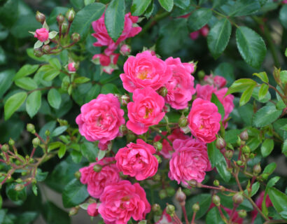 Rosa ‘Lovely Fairy’ - bodembedekkende roos