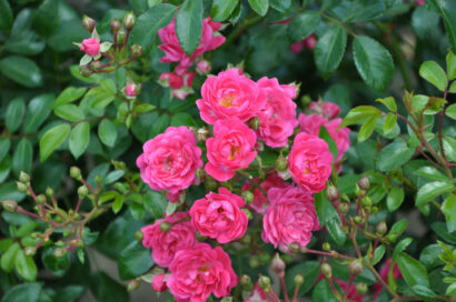 Rosa ‘Lovely Fairy’ - bodembedekkende roos