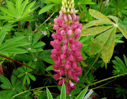 Lupinus rood (grote pot) - lupine