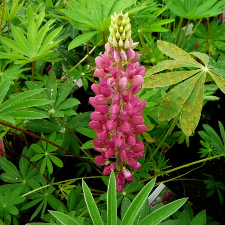 Lupinus rood (grote pot) - lupine