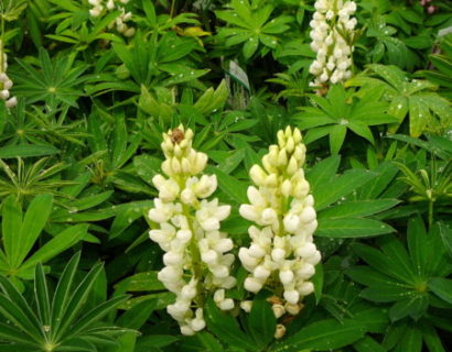 Lupinus wit (grote pot) - lupine