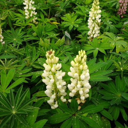 Lupinus wit (grote pot) - lupine