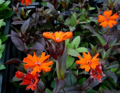 Lychnis arkwrightii ‘Vesuvius’ - koekoeksbloem / brandende liefde