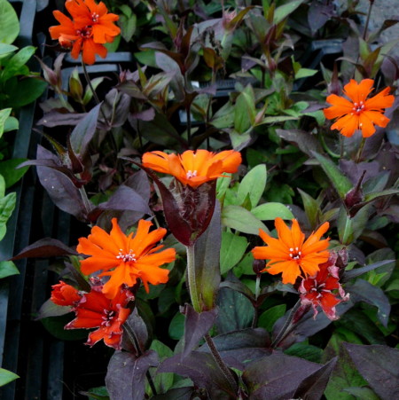 Lychnis arkwrightii ‘Vesuvius’ - koekoeksbloem / brandende liefde