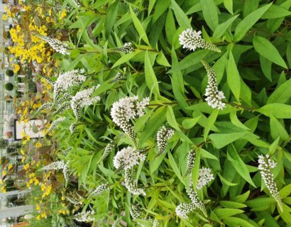 Lysimachia clethroides - wederik