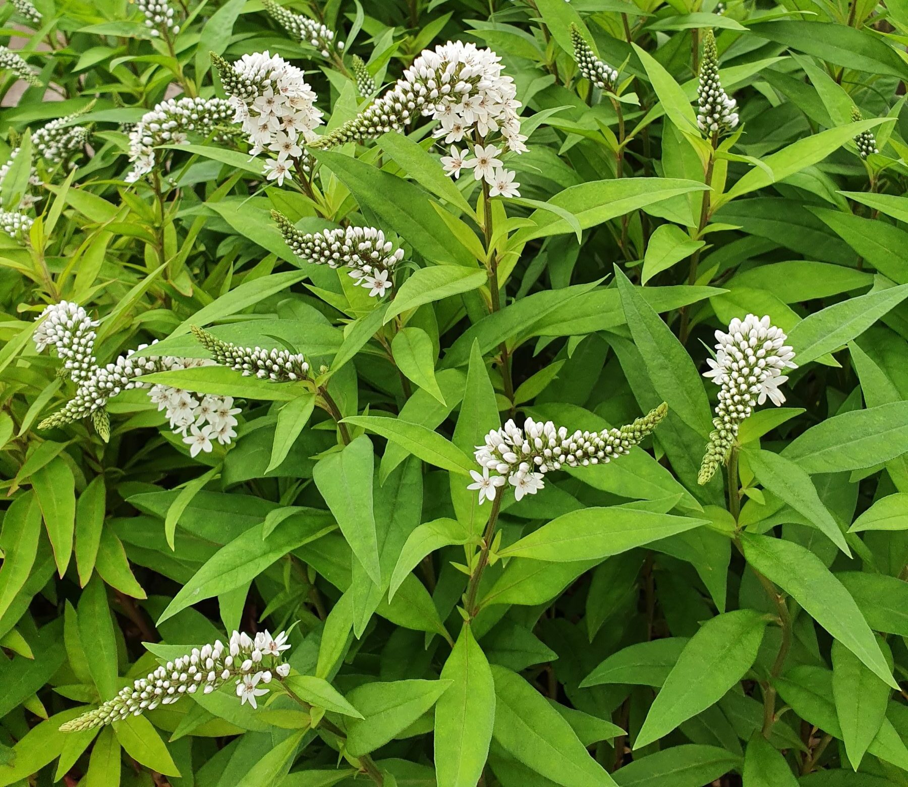 Lysimachia clethroides - wederik