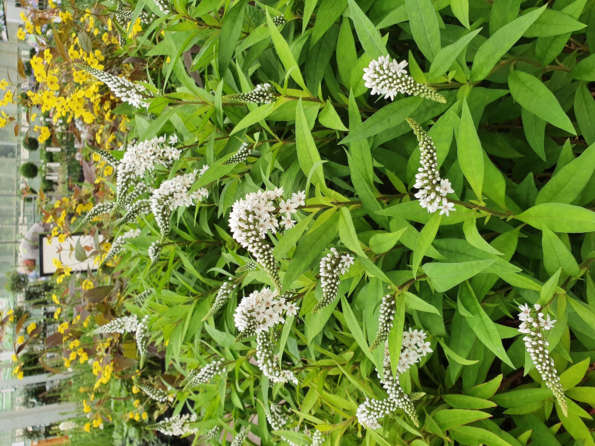 Lysimachia clethroides - wederik