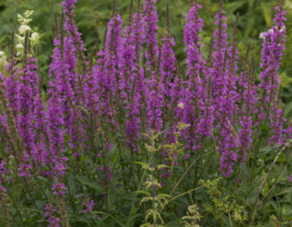 Lythrum salicaria ‘Robert’ - kattestaart