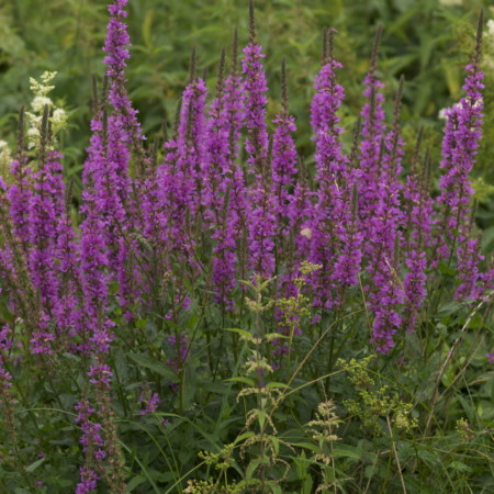 Lythrum salicaria ‘Robert’ - kattestaart