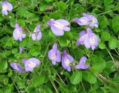 Mazus reptans