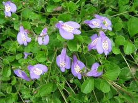 Mazus reptans - 