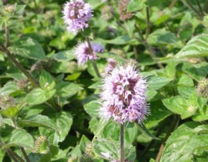 Mentha aquatica - watermunt