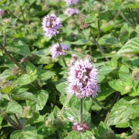 Mentha aquatica - watermunt