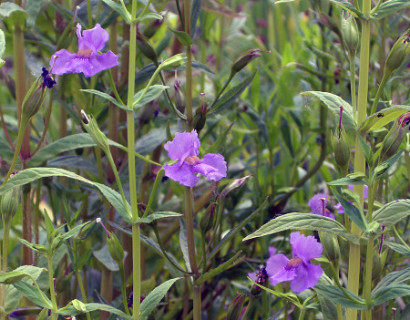 Mimulus ringens - maskerbloem