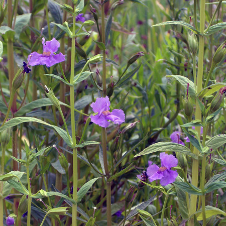 Mimulus ringens - maskerbloem