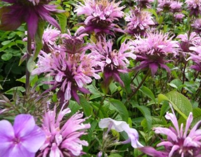 Monarda ‘Beauty of Cobham’ - Bergamotplant