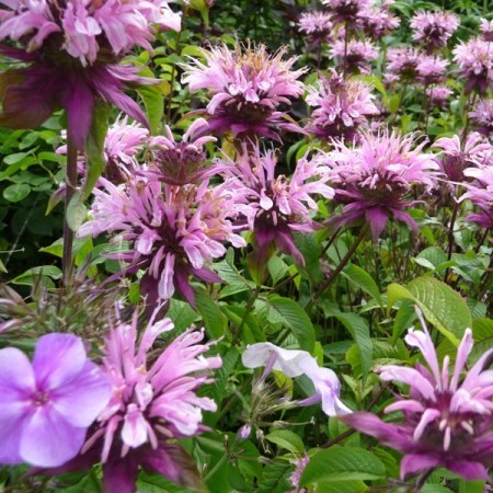 Monarda ‘Beauty of Cobham’ - Bergamotplant