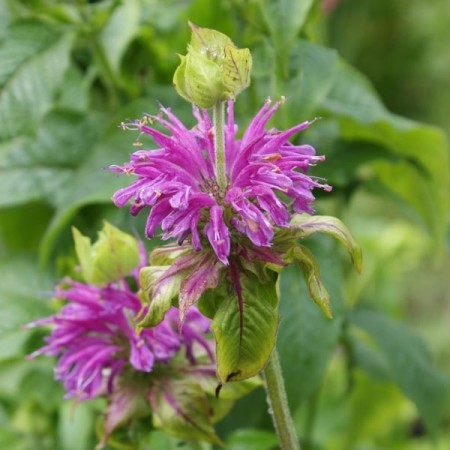 Monarda ‘Prairienacht’ - bergamotplant