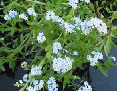 Myosotis palustris - moeras vergeet-mij-nietje