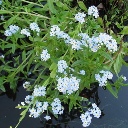 Myosotis palustris - moeras vergeet-mij-nietje