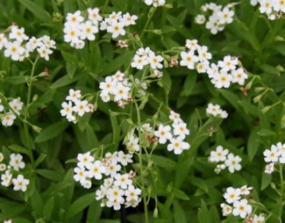 Myosotis palustris ‘Ice Pearl’ - moeras vergeet-mij-nietje