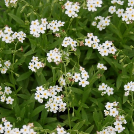 Myosotis palustris ‘Ice Pearl’ - moeras vergeet-mij-nietje