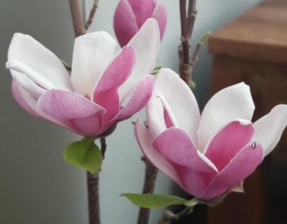 Magnolia ‘Satisfaction’ - beverboom