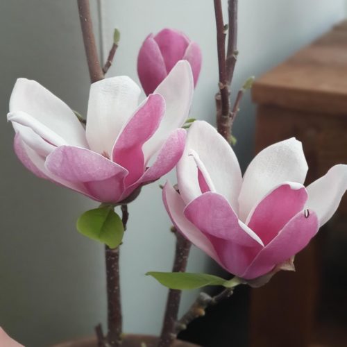 Magnolia ‘Satisfaction’ - beverboom