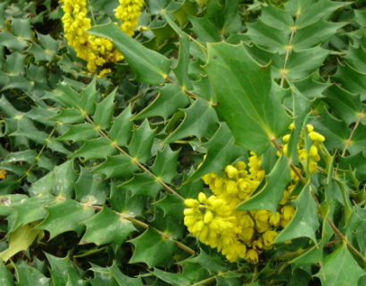 Mahonia media ‘Charity’ - mahoniestruik, hulstberberis