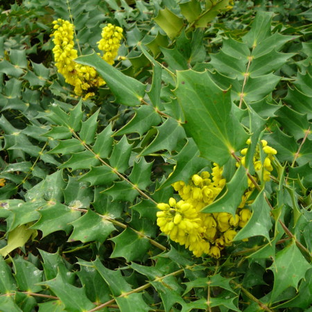 Mahonia media ‘Charity’ - mahoniestruik, hulstberberis