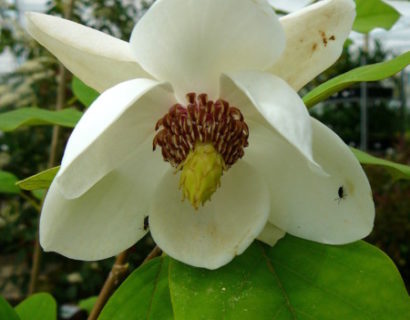 Magnolia sieboldii - beverboom