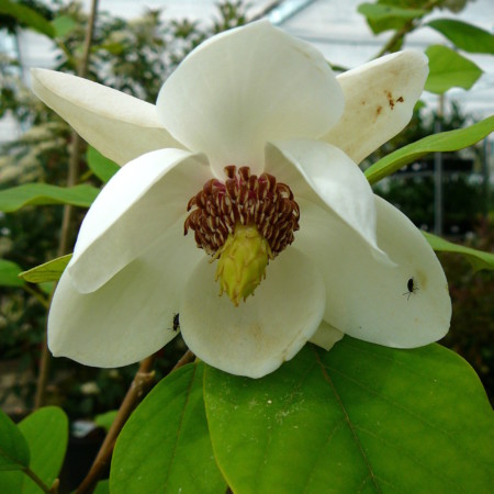 Magnolia sieboldii - beverboom