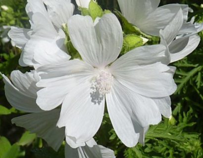 Malva moschata ‘Alba’ - kaasjeskruid