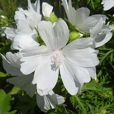 Malva moschata ‘Alba’ - kaasjeskruid